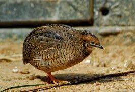 quail meat an antidote for hypertension