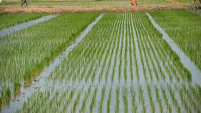 Bauchi Govt allocates 15,000 hectares of land for rice production