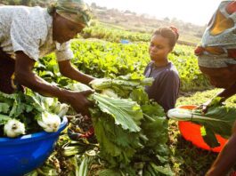 Women farmers seek resources for the implementation of gender policy in agriculture