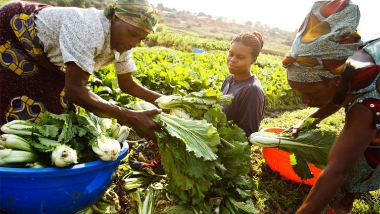 Women farmers seek resources for the implementation of gender policy in agriculture