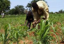AFAN Calls for Early Distribution of FG’s Subsidised Inputs