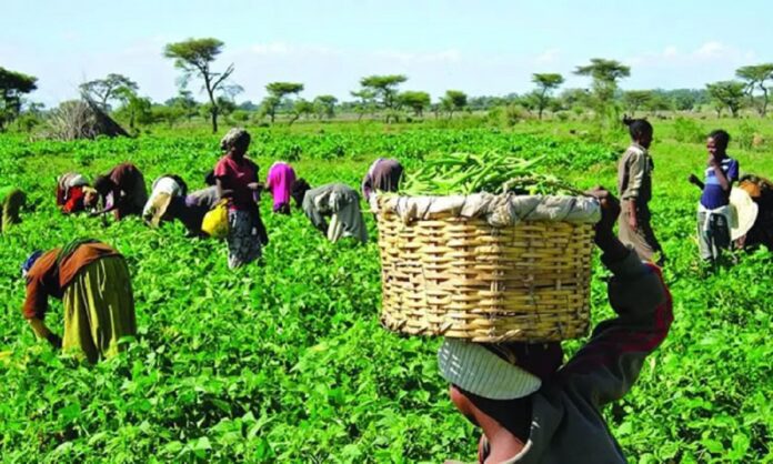 NIHORT Trains 58 Farmers on Mass Production of Vegetables
