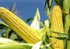 FG Approves Release of New Maize Variety, ‘Tela Maize’ for Cultivation