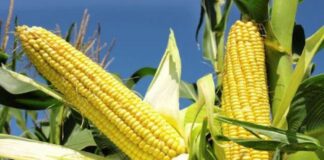 FG Approves Release of New Maize Variety, ‘Tela Maize’ for Cultivation