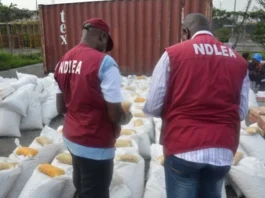 Kaduna NDLEA Seizes 13.6 Tonnes of Illicit Substance, Arrests 1,005 Suspects in 2023