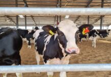 Investors to build dairy farm in Abia